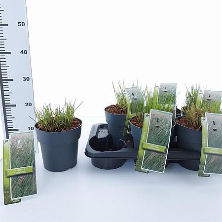 Molinia caerulea 'Heidebraut' Pot 2 Liter40 - 60 cm