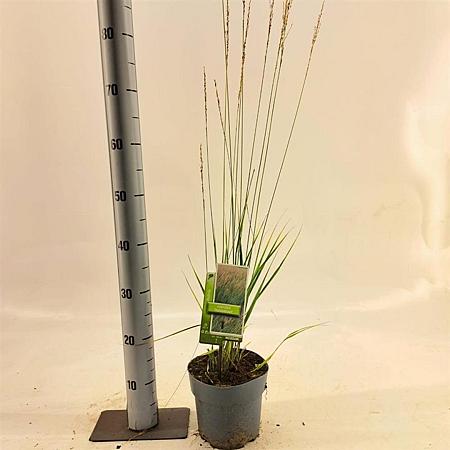 Molinia caerulea 'Heidebraut' Pot 2 Liter40 - 60 cm