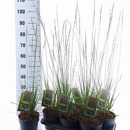 Molinia caerulea 'Heidebraut' Pot 2 Liter40 - 60 cm