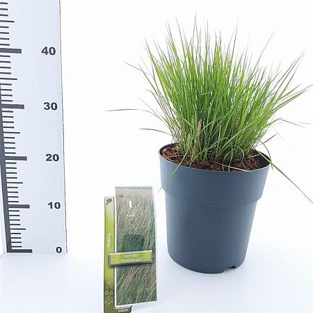 Molinia caerulea 'Heidebraut' Pot 6 Liter 60 - 80 cm