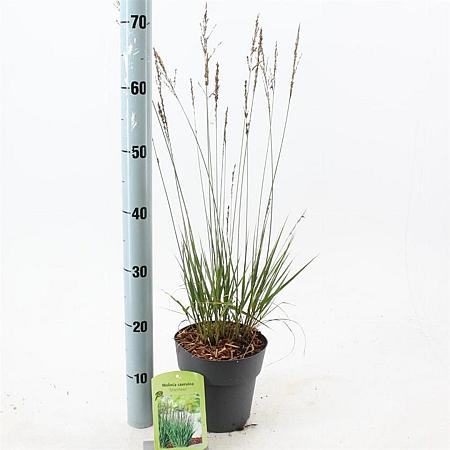 Molinia caerulea 'Moorhexe' Pot 2 Liter40 - 60 cm