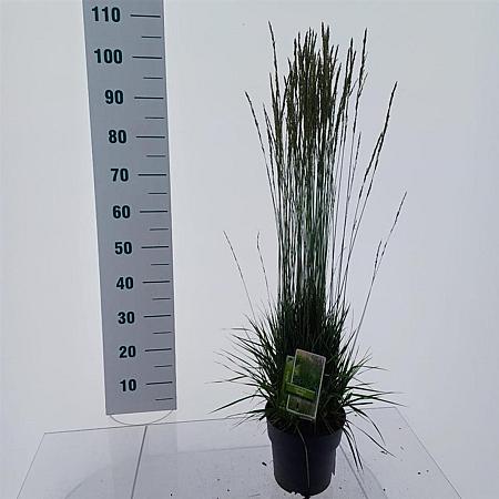 Molinia caerulea 'Torch' Pot 3 Liter 