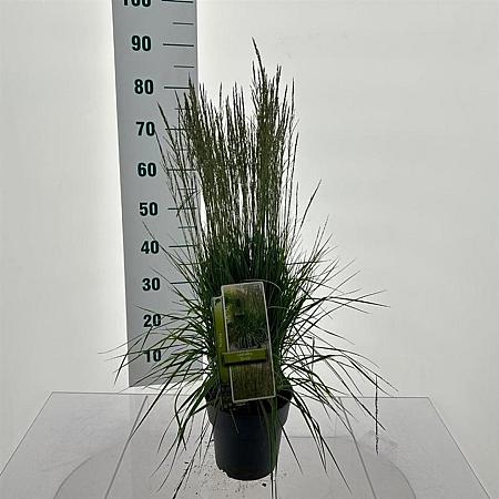 Molinia caerulea 'Torch' Pot 3 Liter 