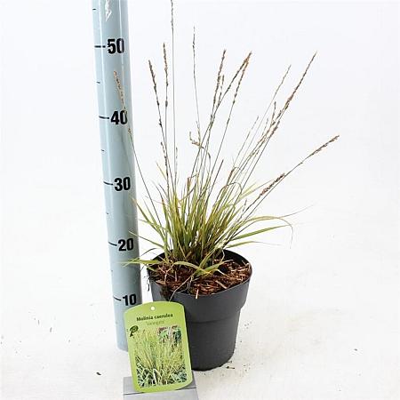 Molinia caerulea 'Variegata' Pot 2 Liter40 - 60 cm