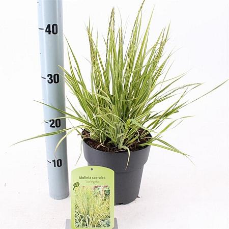 Molinia caerulea 'Variegata' Pot 2 Liter40 - 60 cm