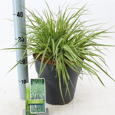 Molinia caerulea 'Variegata' Pot 6 Liter 60 - 80 cm
