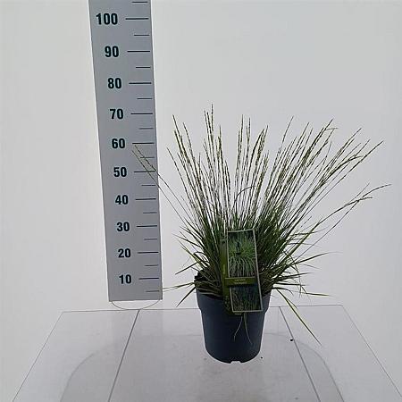 Molinia caerulea 'Variegata' Pot 6 Liter 60 - 80 cm