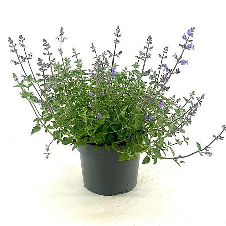Nepeta 'Kit Cat' Pot 2 Liter