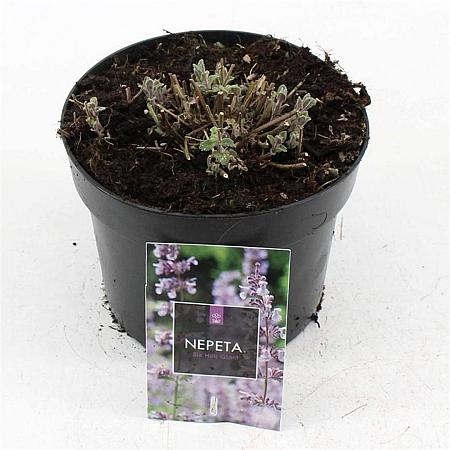 Nepeta 'Six Hills Giant' Pot 2 Liter