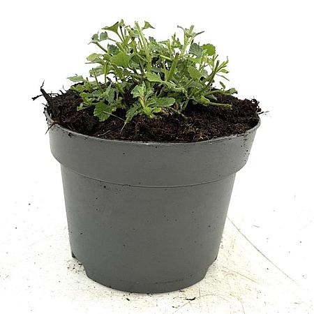 Nepeta 'Walker's Low' Pot 2 Liter