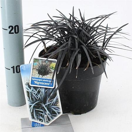 Ophiopogon plan. 'Niger' Pot 2 Liter 20 - 30 cm