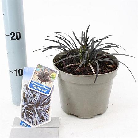 Ophiopogon plan. 'Niger' Pot 2 Liter 20 - 30 cm