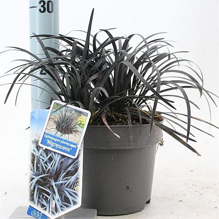Ophiopogon plan. 'Niger' Pot 2 Liter 20 - 30 cm