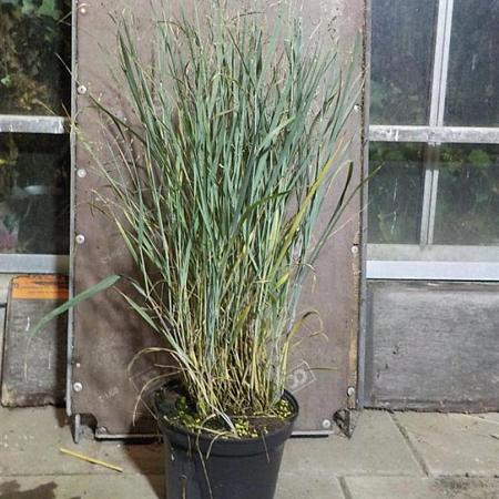 Panicum virgatum 'Heavy Metal' Pot 5 Liter 