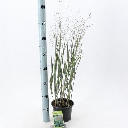 Panicum virgatum 'Heavy Metal' Pot 2 Liter40 - 60 cm