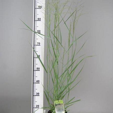 Panicum virgatum 'Heavy Metal' Pot 3 Liter 50 - 60 cm