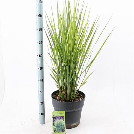 Panicum virgatum 'Northwind' Pot 12 liter 80 - 100 cm