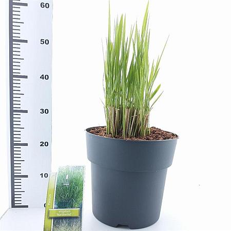 Panicum virgatum 'Northwind' Pot 12 liter 80 - 100 cm