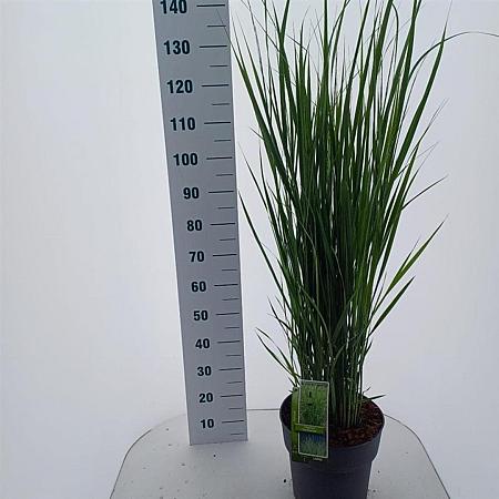 Panicum virgatum 'Northwind' Pot 12 liter 80 - 100 cm