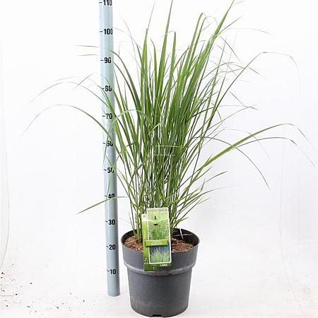 Panicum virgatum 'Northwind' Pot 12 liter 80 - 100 cm