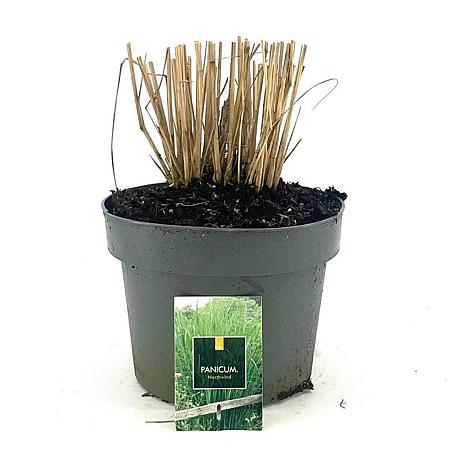 Panicum virgatum 'Northwind' Pot 5 Liter 