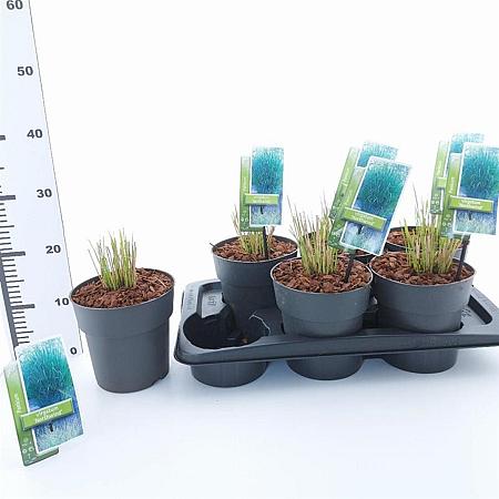 Panicum virgatum 'Northwind' Pot 2 Liter40 - 60 cm