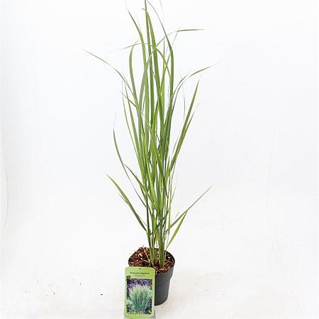 Panicum virgatum 'Northwind' Pot 2 Liter40 - 60 cm
