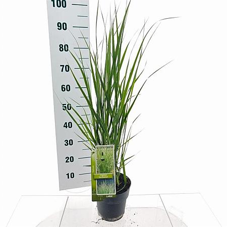 Panicum virgatum 'Northwind' Pot 3 Liter 40 - 50 cm