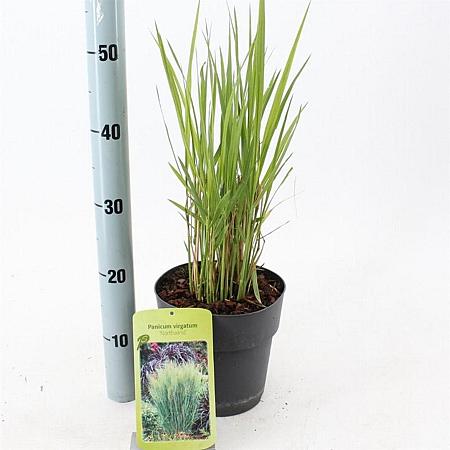 Panicum virgatum 'Northwind' Pot 3 Liter 40 - 50 cm