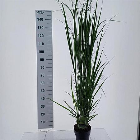 Panicum virgatum 'Northwind' Pot 3 Liter 40 - 50 cm