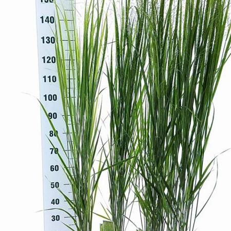 Panicum virgatum 'Northwind' Pot 3 Liter 40 - 50 cm