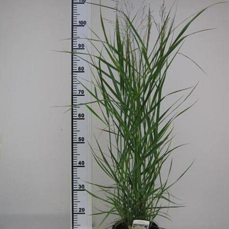 Panicum virgatum 'Northwind' Pot 3 Liter 50 - 60 cm