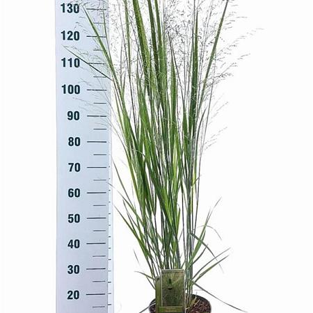 Panicum virgatum 'Northwind' Pot 6 Liter 60 - 80 cm