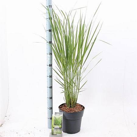 Panicum virgatum 'Northwind' Pot 6 Liter 60 - 80 cm