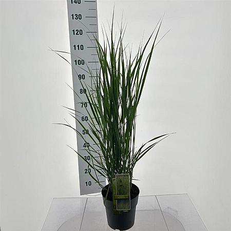 Panicum virgatum 'Northwind' Pot 6 Liter 60 - 80 cm