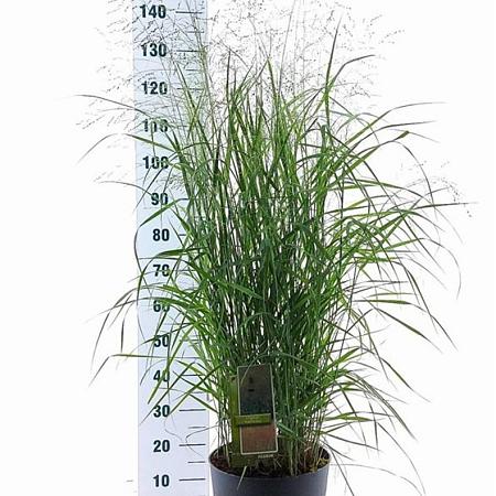 Panicum virgatum 'Prairie Sky' Pot 12 liter 80 - 100 cm