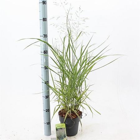 Panicum virgatum 'Prairie Sky' Pot 2 Liter40 - 60 cm