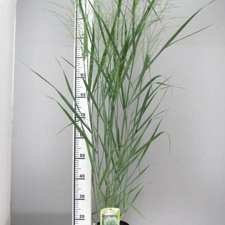 Panicum virgatum 'Prairie Sky' Pot 3 Liter 50 - 60 cm