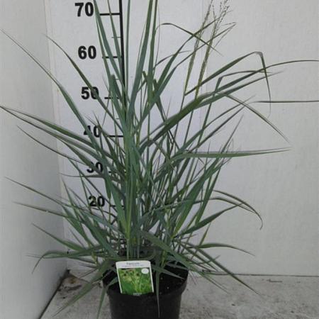 Panicum virgatum 'Prairie Sky' Pot 3 Liter 50 - 60 cm