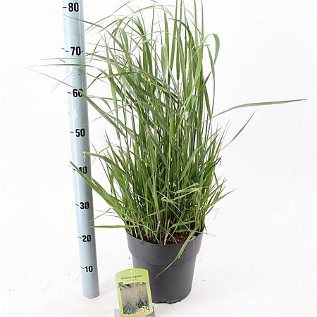 Panicum virgatum 'Prairie Sky' Pot 6 Liter 60 - 80 cm