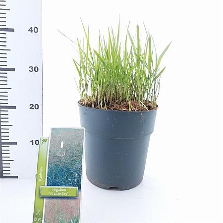 Panicum virgatum 'Prairie Sky' Pot 6 Liter 60 - 80 cm