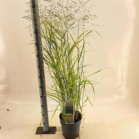 Panicum virgatum 'Prairie Sky' Pot 6 Liter 60 - 80 cm