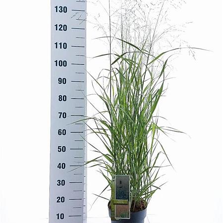 Panicum virgatum 'Prairie Sky' Pot 6 Liter 60 - 80 cm