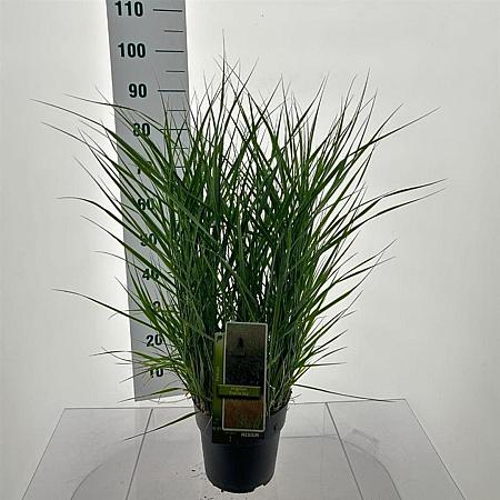 Panicum virgatum 'Prairie Sky' Pot 6 Liter 60 - 80 cm