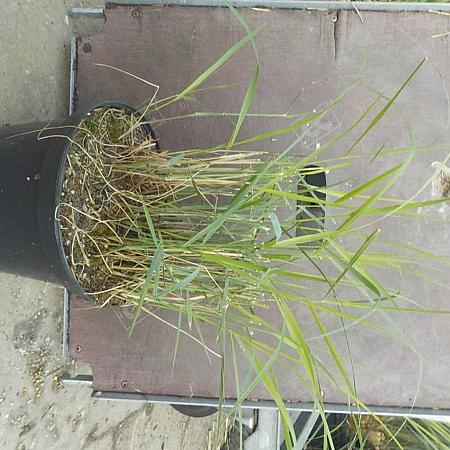 Panicum virgatum 'Rehbraun' Pot 5 Liter 