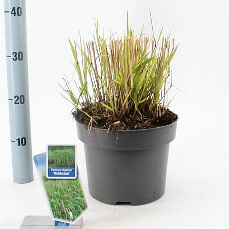 Panicum virgatum 'Rehbraun' Pot 6 Liter 60 - 80 cm