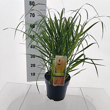 Panicum virgatum 'Rehbraun' Pot 6 Liter 60 - 80 cm