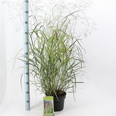 Panicum virgatum 'Squaw' Pot 6 Liter 60 - 80 cm
