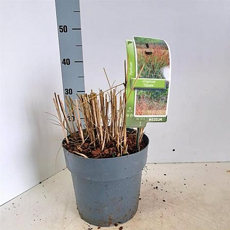 Panicum virgatum 'Squaw' Pot 6 Liter 60 - 80 cm