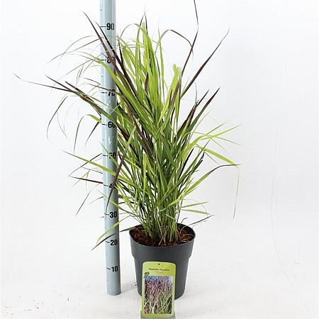 Panicum virgatum 'Squaw' Pot 6 Liter 60 - 80 cm
